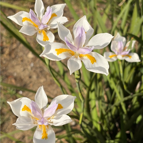 zincwhite
